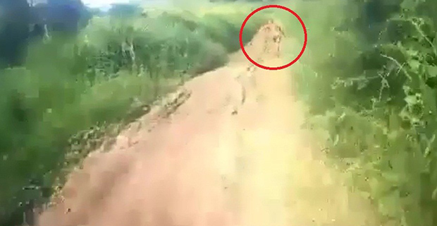 Penampakan Makhluk Kecil dan Misteri Orang Pendek di Bumi Sumatera