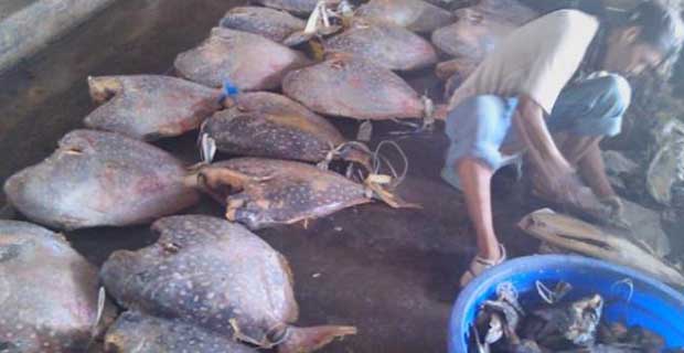 Penangkapan Dua Kapal Pukat di Sumut, 5 Ton Ikan Diamankan