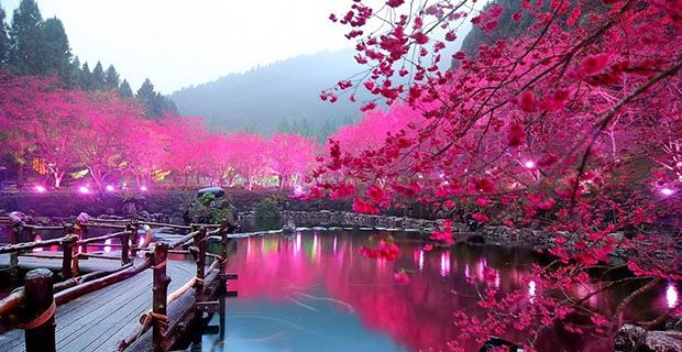 Menikmati Keindahan Sakura Saat Musim Semi Jepang Tiba