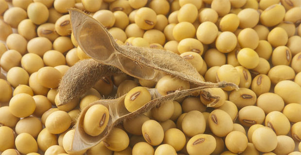 Waspada, Ternyata kacang Kedelai Mengandung 5 Racun Ini