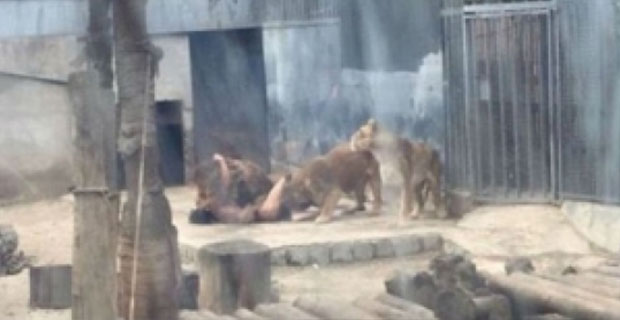 Seorang Pria Nekad Bunuh Diri di Kandang Singa Karena Takut 'Kiamat'