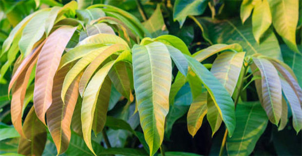 Ternyata Daun Mangga Mempunyai Manfaat Untuk Kesehat Tubuh