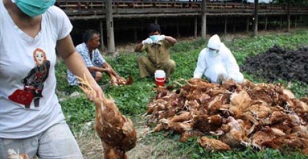 Virus Flu Burung Ganas Melanda China dan Susah Dideteksi
