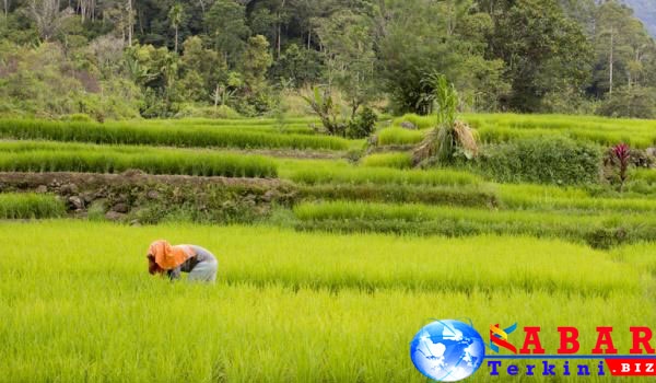 Gagal Bangun Rumah, Uang Habis Dimakan Rayap